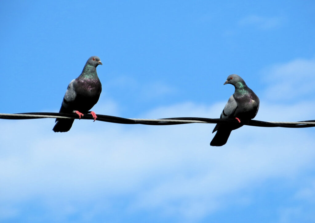 Tourterelles
de François Lachapelle - 8 votes