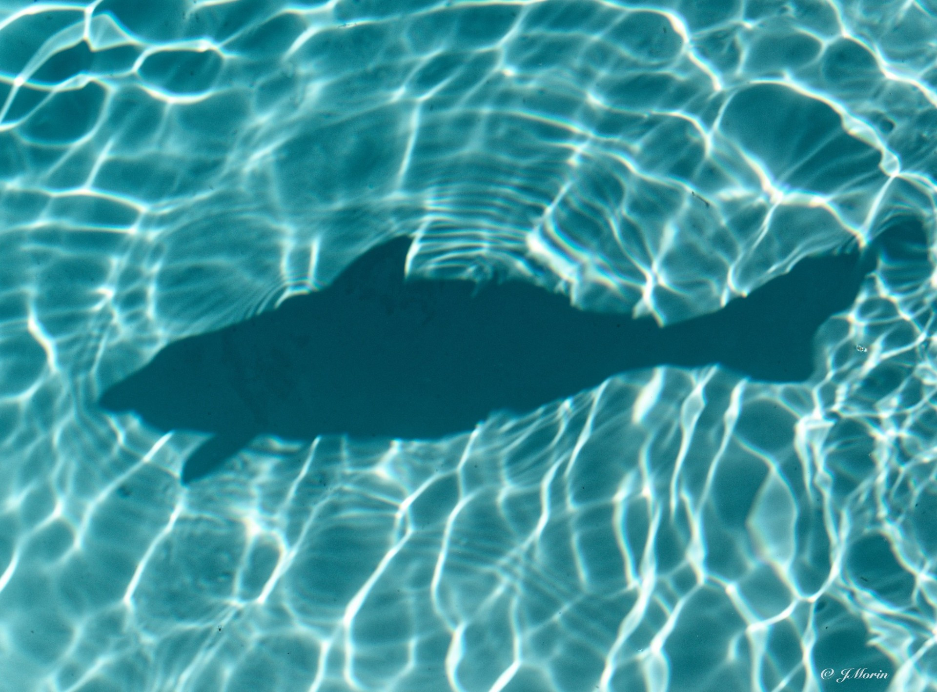 Ombre aquatique de Jocelyn Morin - 9 votes