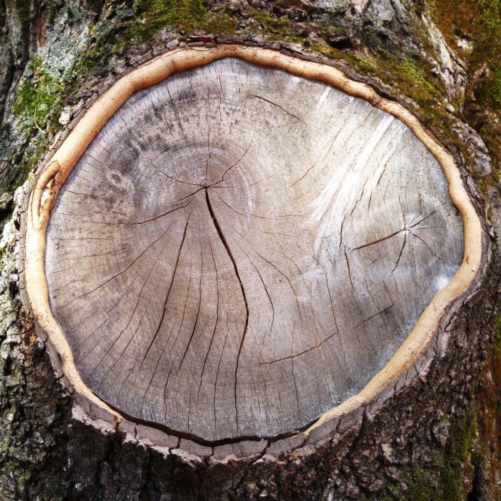 Souche
de François Lachapelle - 10 votes