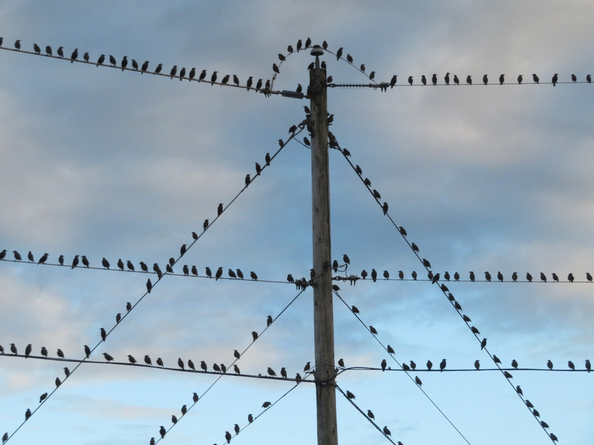 Lignes Occupées!!! de Sylvie Daviau - 15 votes