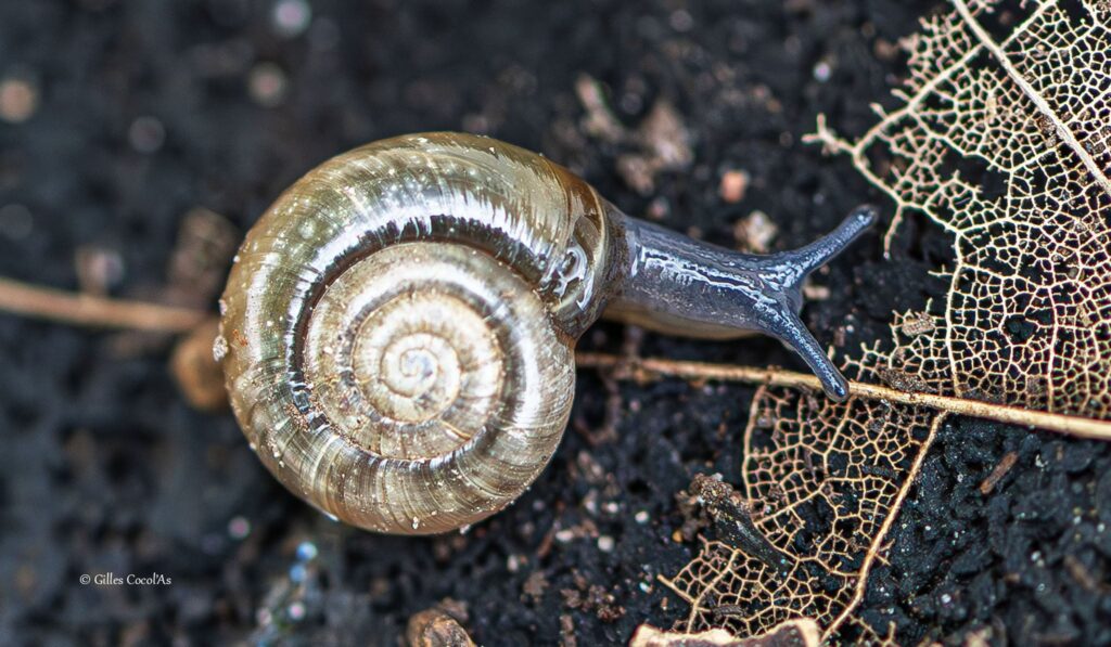 Escargot de Gilles Cocola, 11 votes