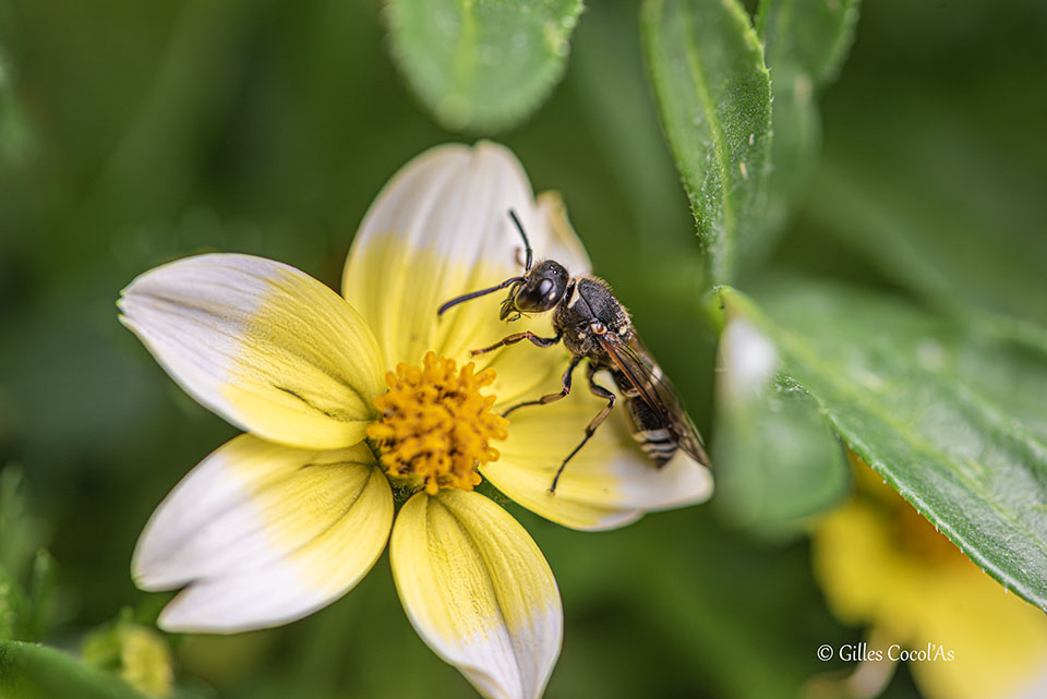 de Gilles Cocolas, 10 votes