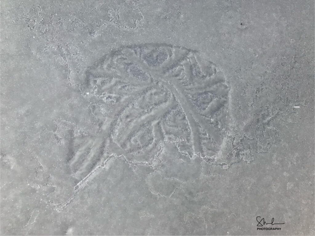 Cerveau sur glace
de Sylvia Millimonka, 9 votes