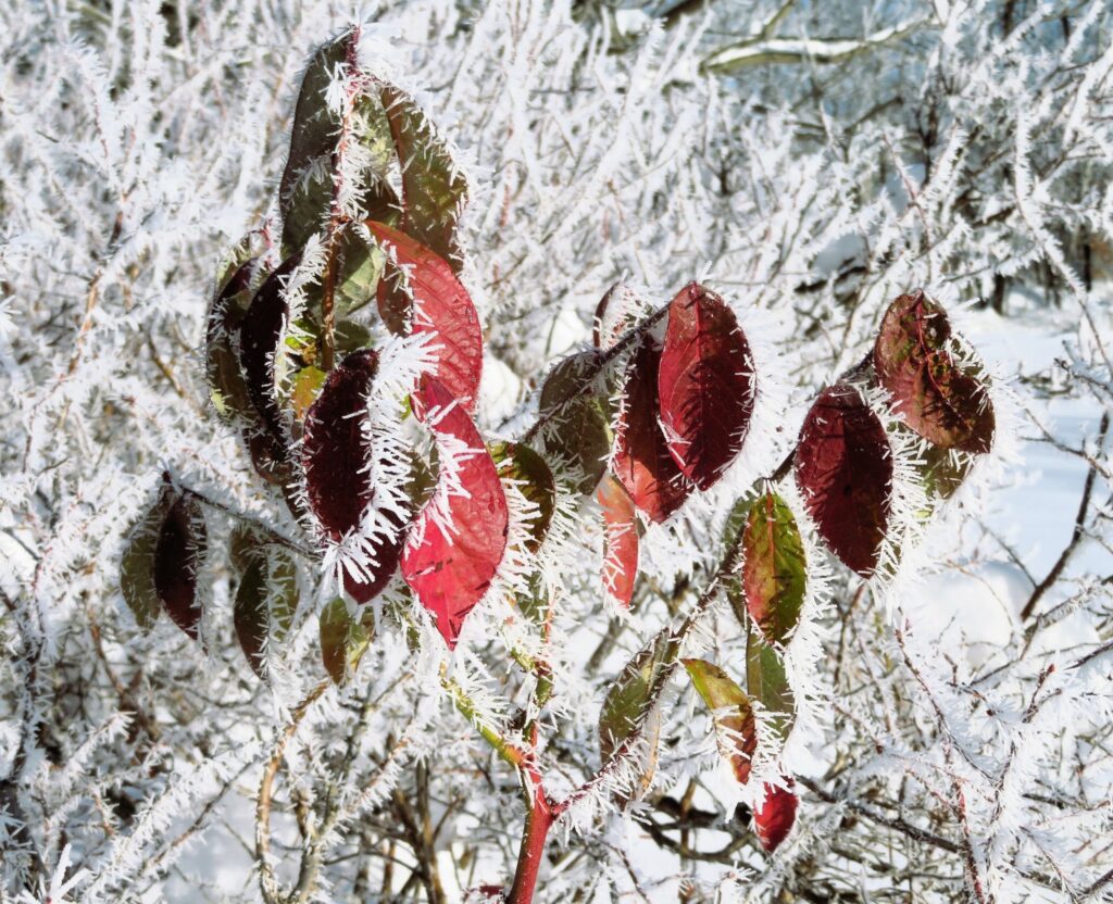 de Francois Lachapelle, 10 votes