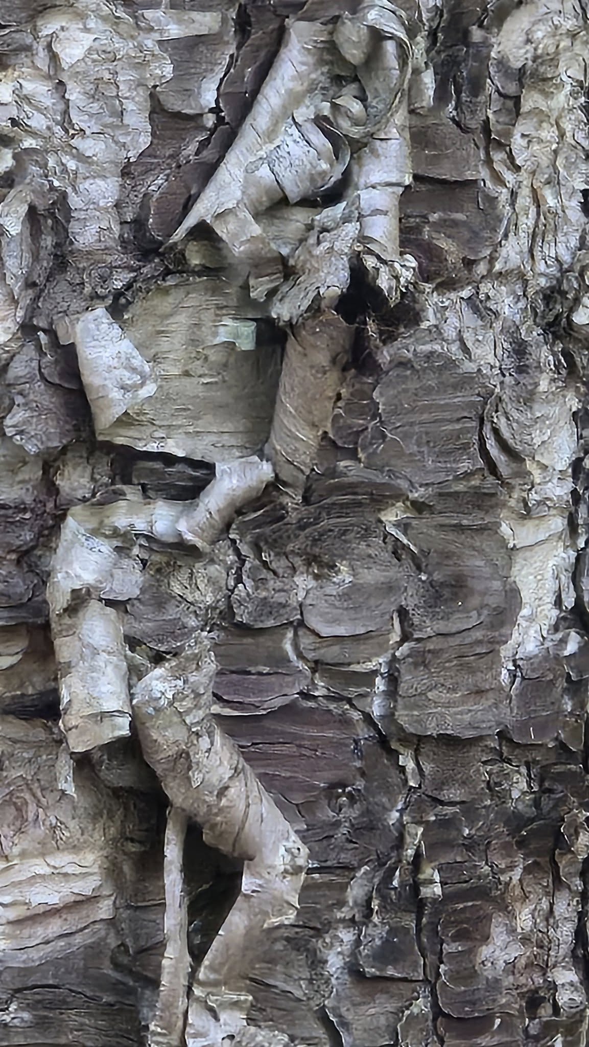 de Serge Lafond, 11 votes