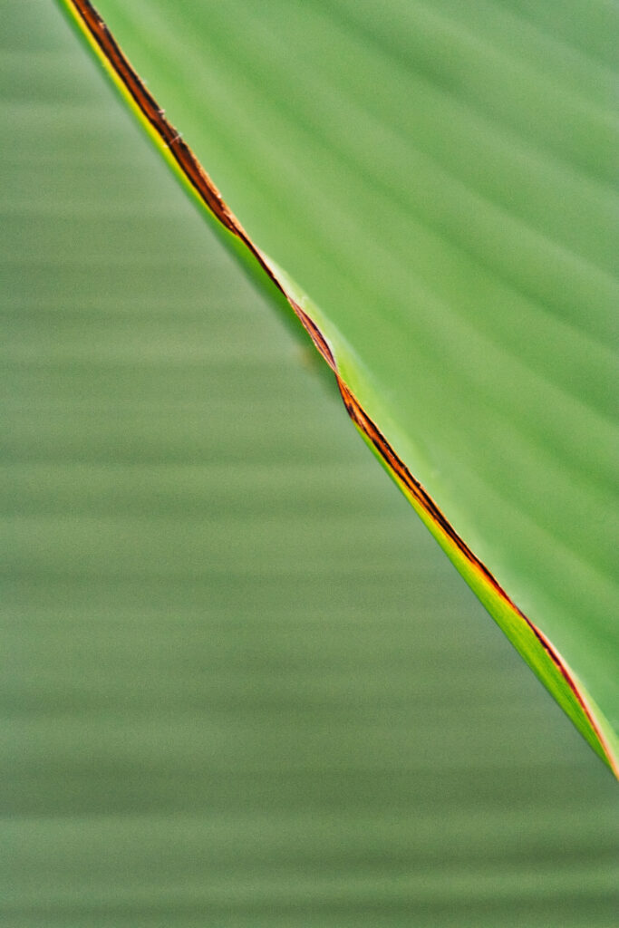 <b>Feuillage</b>
de Isabelle Leroux