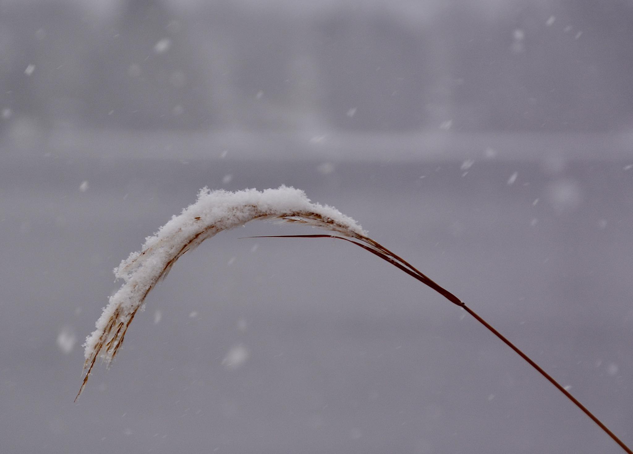 Floconnade de Denise Genest, 10 votes